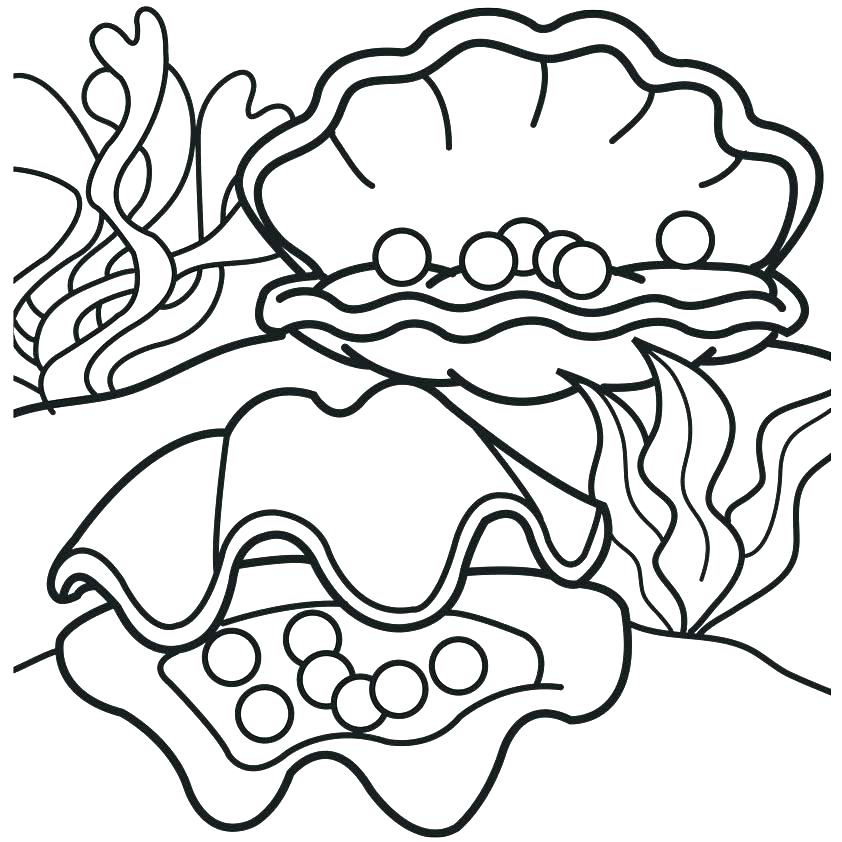 842x842 Sea Shell Coloring Page Seashell Coloring Page Seashell Coloring