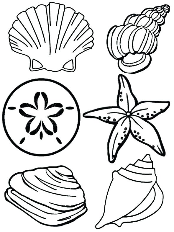 590x786 Sea Shell Coloring Pages