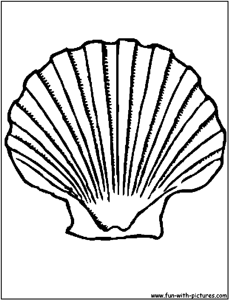 800x1050 Fresh Shell Coloring Pages Logo And Design Ideas