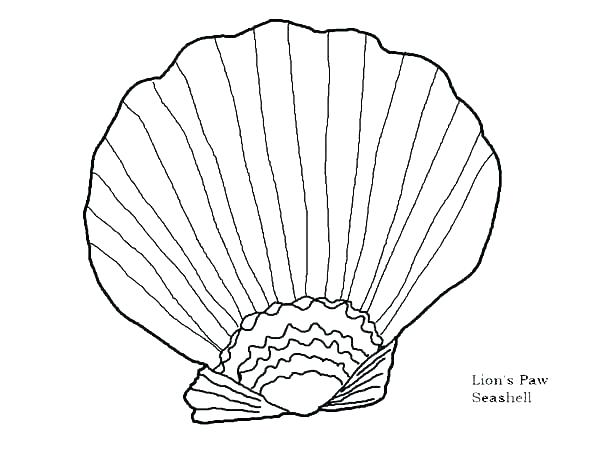 600x450 Seashell Coloring Pages Sea Shells Coloring Pages Seashell