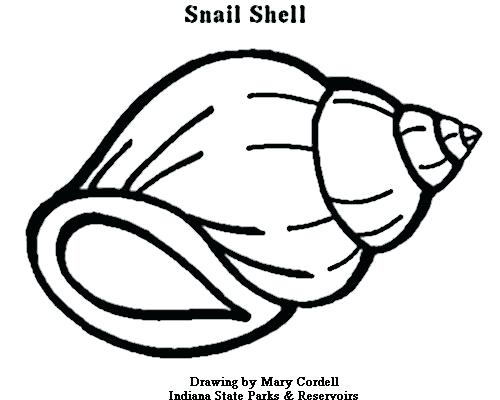500x400 Shell Coloring Pages Breadcrumbs Shell Coloring Pages Printable