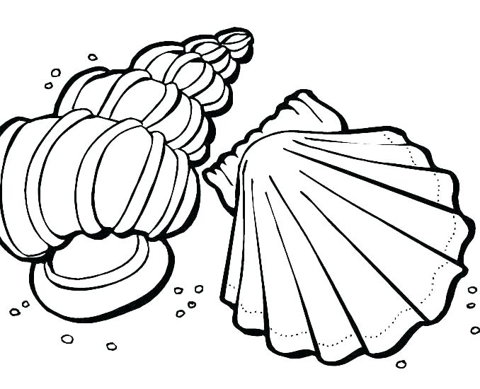678x550 Shell Coloring Pages Sea Shells Coloring Pages Sea Shells Coloring