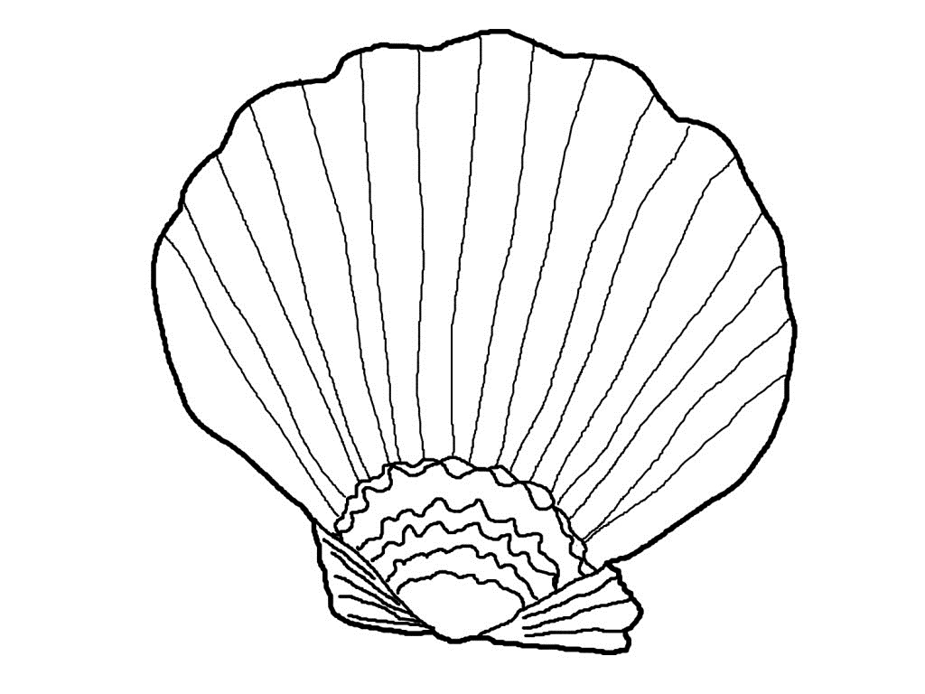 1024x768 Free Printable Seashell Coloring Pages For Kids Seashell Coloring