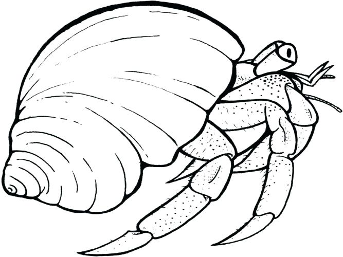 667x500 Hermit Crab Coloring Page Coloring Page Hermit Crab Coloring Page