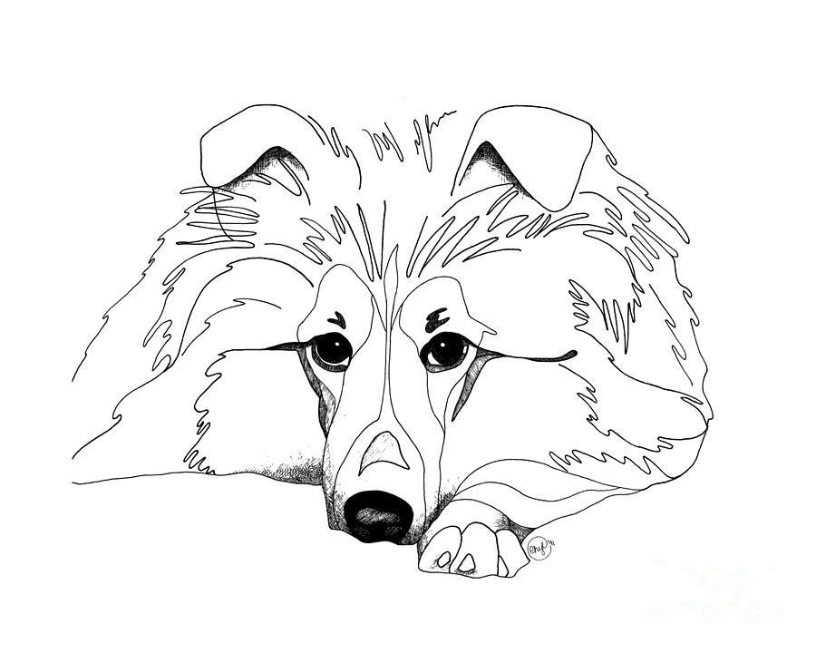 900x720 Shetland Sheepdog Coloring Pages Sheltie Love Drawing