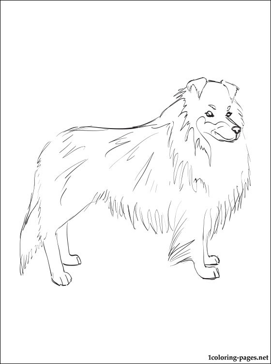 560x750 Shetland Sheepdog Coloring Page Coloring Pages