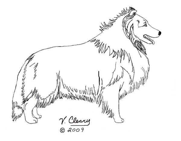 600x469 Sheltie Coloring Pages