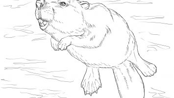 355x200 Gordon Setter Coloring Pages Printable Coloring For Kids