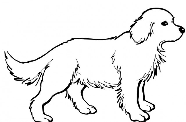 640x420 Pitbull Coloring Pages Selection Free Coloring Pages
