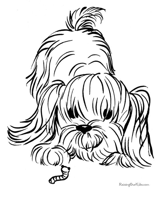 564x690 Shih Tzu Coloring Pages