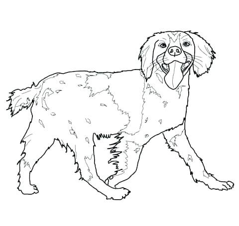 480x455 Shih Tzu Coloring Pages Free Printable Coloring Page Available