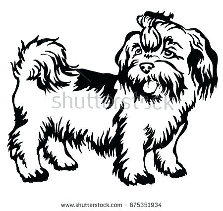 450x425 Shih Tzu Colouring Pages