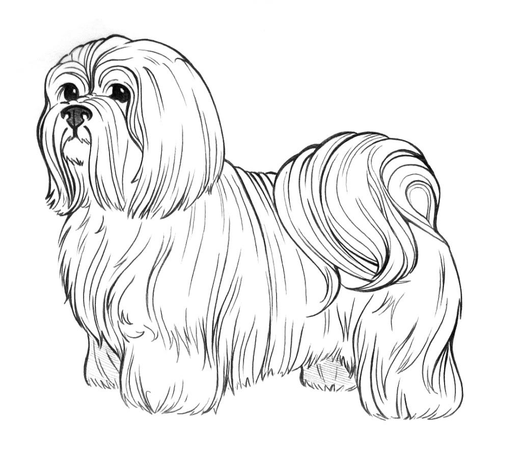 The best free Shih coloring page images. Download from 38 free coloring