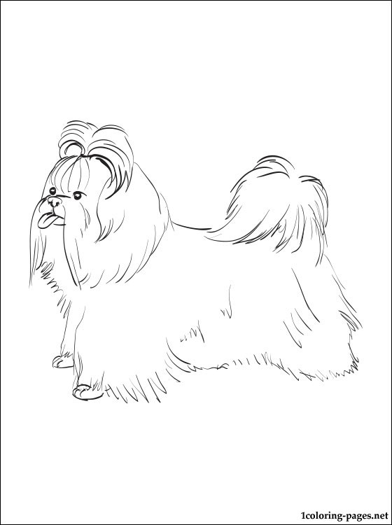 560x750 Shih Tzu Coloring Page Shih Tzu Coloring Page Coloring Pages