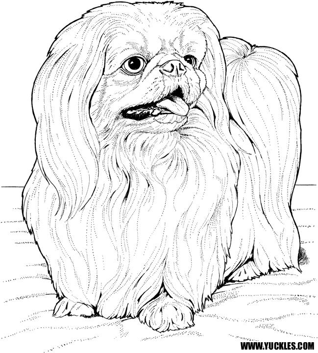 649x720 Shih Tzu Coloring Page Shih Tzu In Show Coat Coloring Page Free