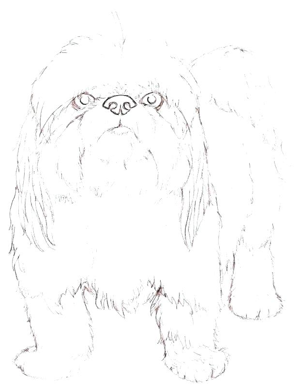 620x800 Coloring Pages Wolf Pup Coloring Pages Print Cute Baby Free