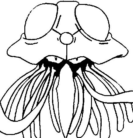 437x451 Shinx Pokemon Coloring Page