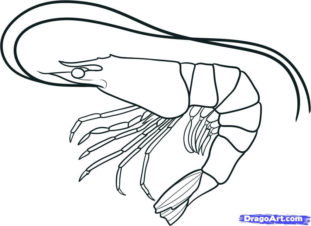 1024x744 How To Draw A Shrimp, Step