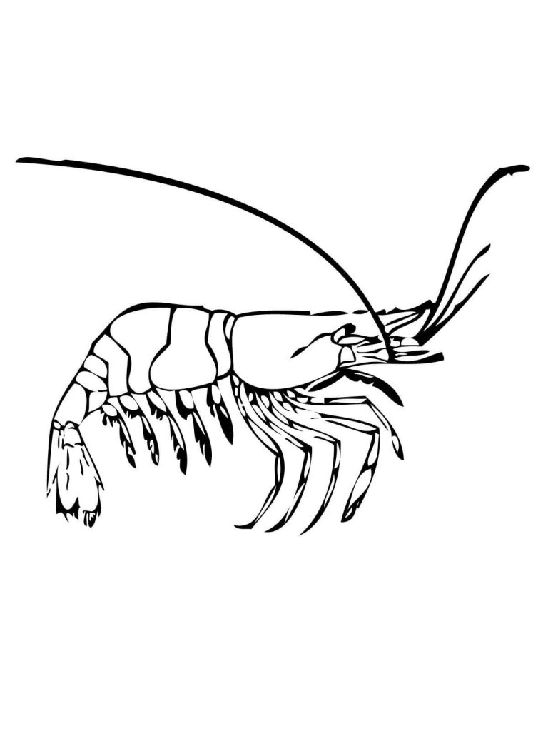 768x1024 Prawn Coloring Page Download