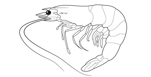 582x300 Sand Shrimp Coloring Page