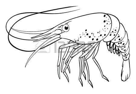 450x312 Shrimp Clipart