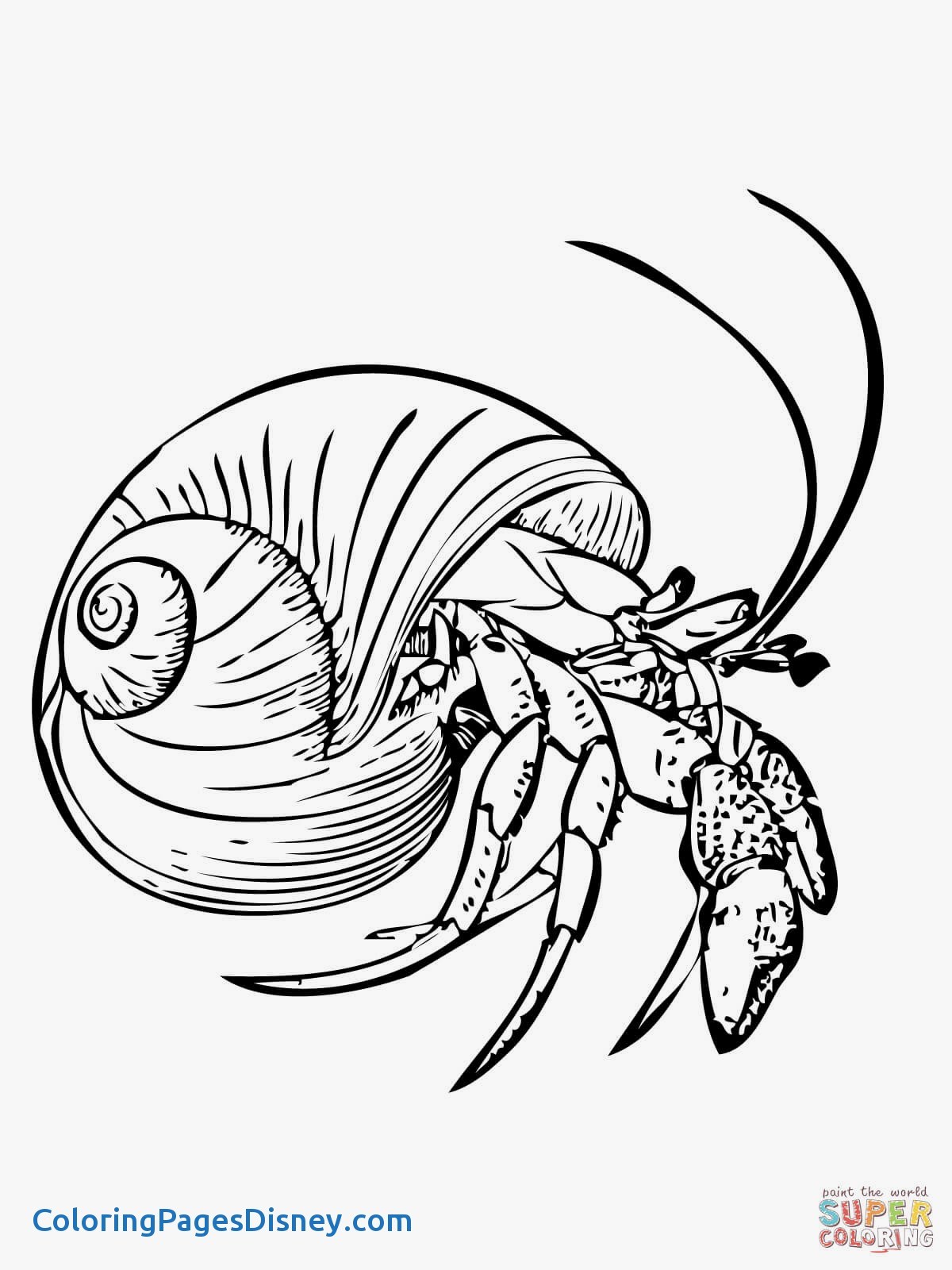 1200x1600 Shrimp Coloring Pages Beautiful Crustacean Coloring Pages