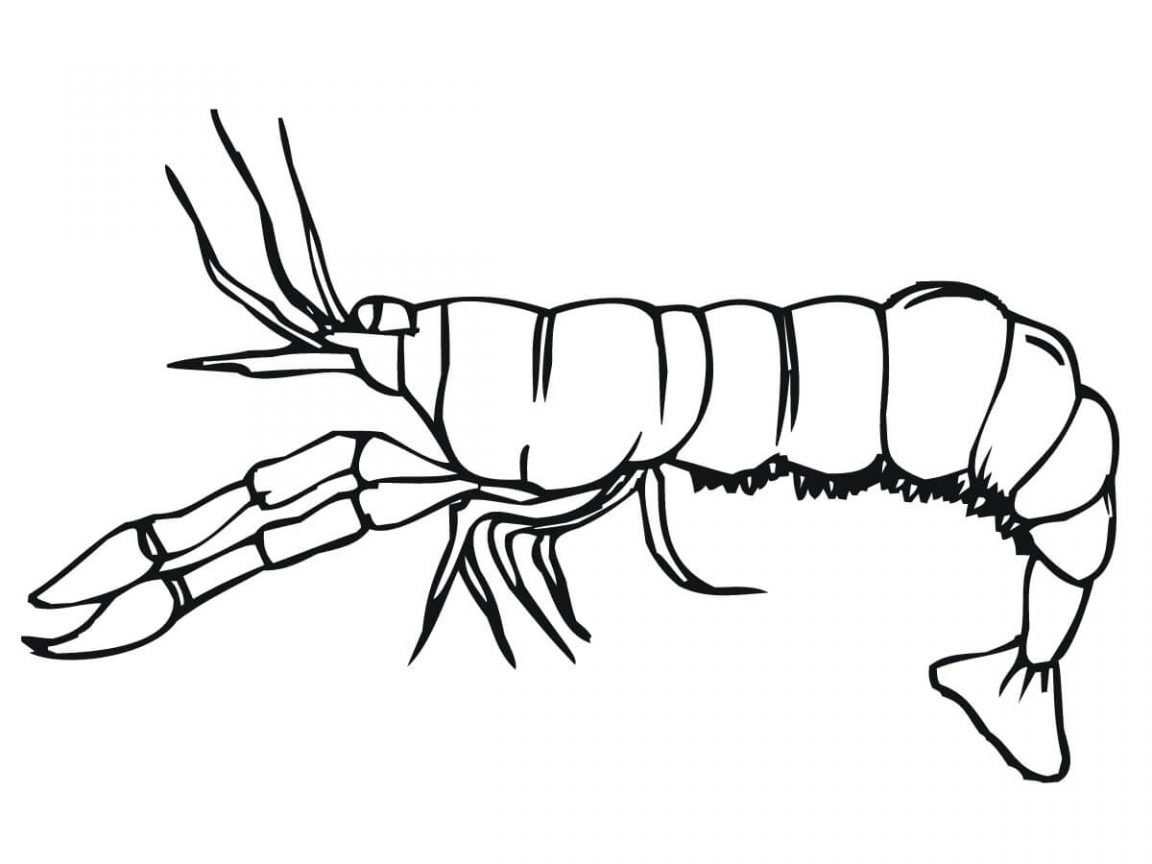 1152x864 Crawfish Coloring Sheets Realistic Page For Toddler Animals Book