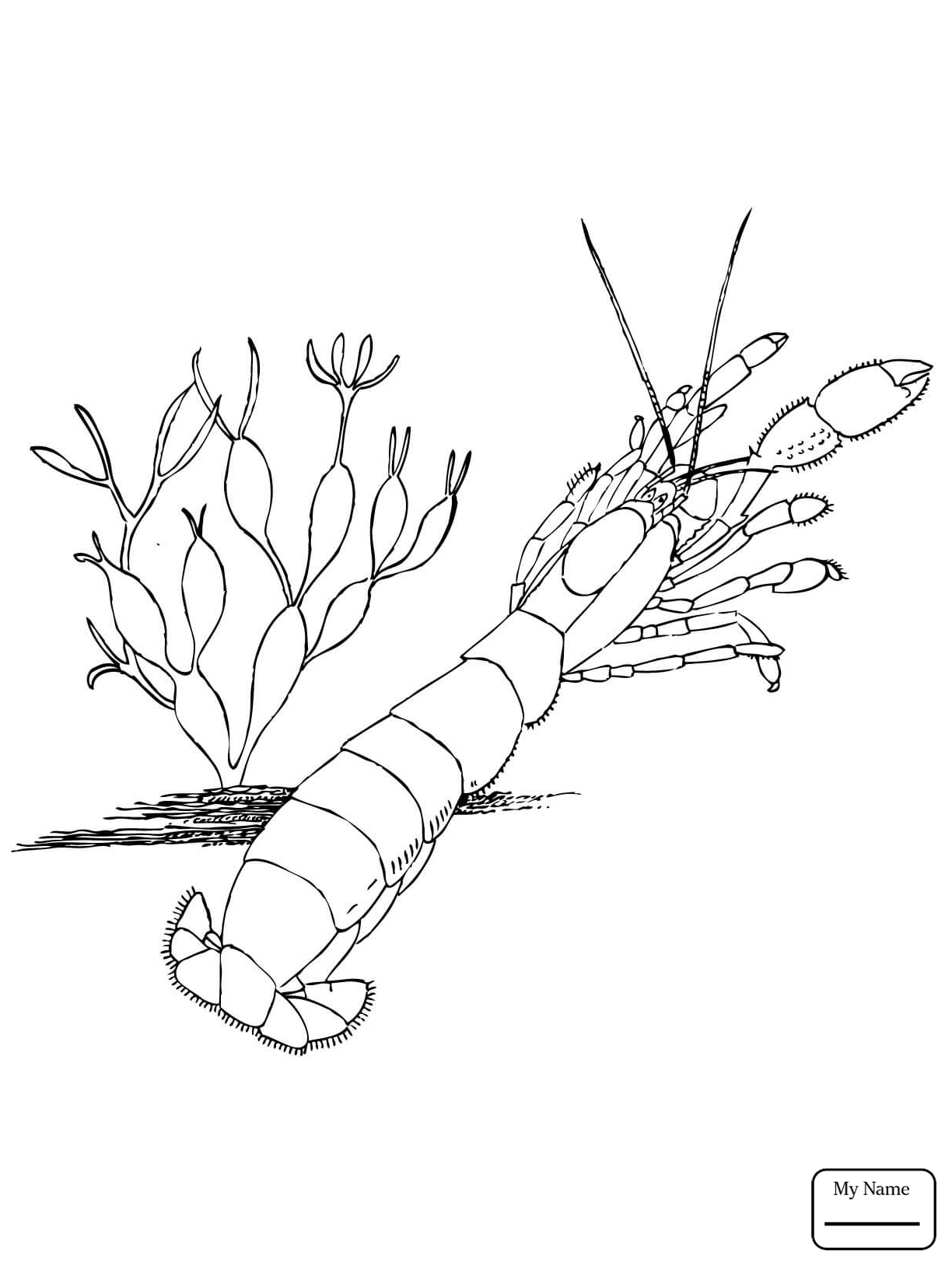 1224x1632 Fresh Shrimp Page To Color Gallery Printable Coloring Sheet
