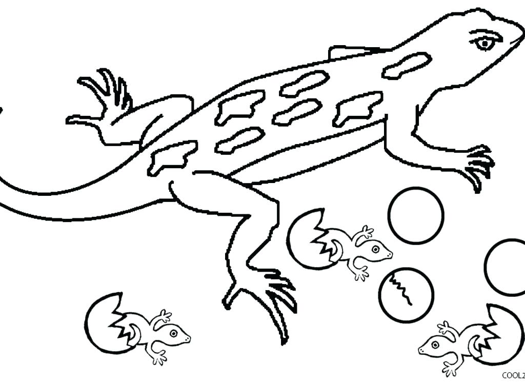 1024x751 Lizard Coloring Page Lizard Coloring Pages Common Collared Lizard