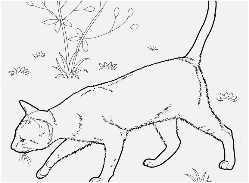 827x609 The Ideal Graphic Realistic Cat Coloring Pages The Latest