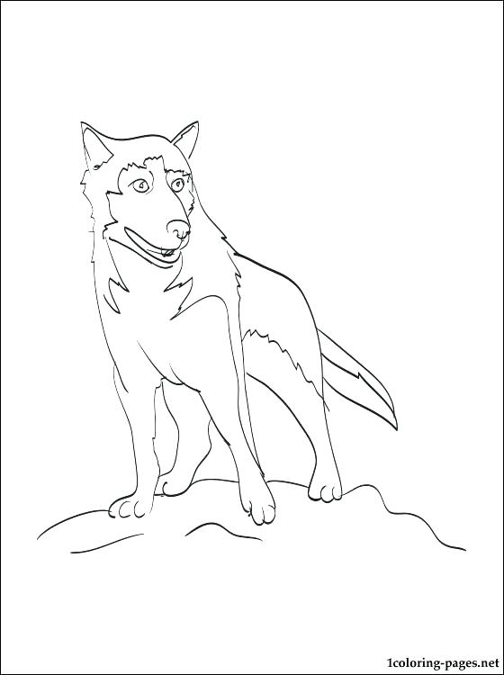 560x750 Siberian Husky Coloring Pages Husky Coloring Pictures Husky