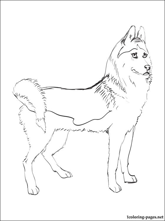 560x750 Siberian Husky Coloring Page Coloring Pages