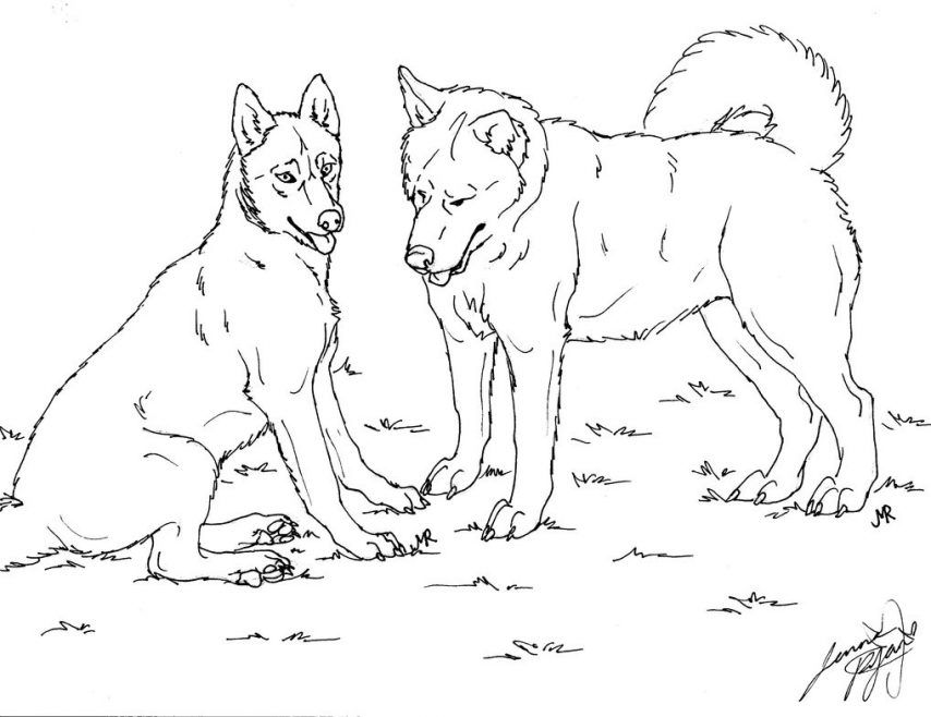 854x658 Husky Coloring Pages