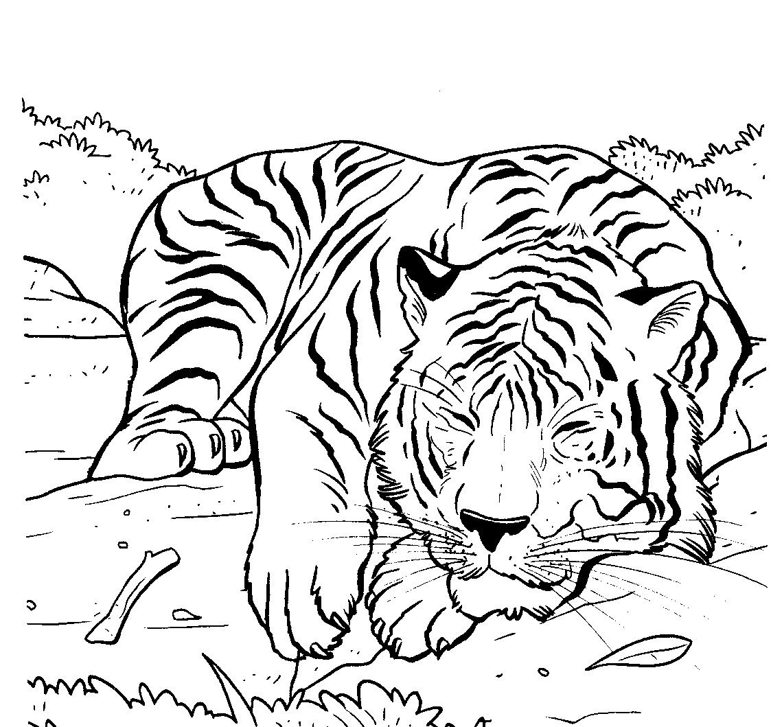 1123x1059 Luxury Siberian Tiger Coloring Page Free Coloring Pages For Children