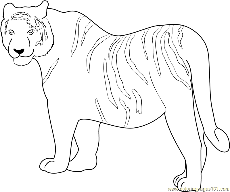 800x668 Siberian Tiger Coloring Page