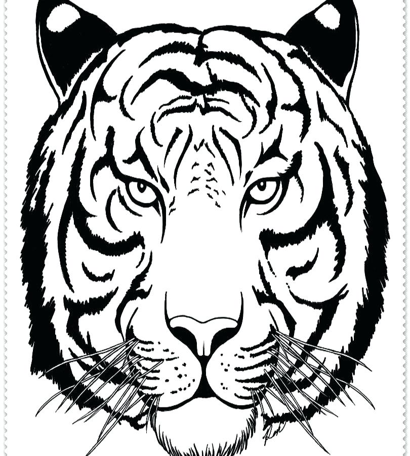 810x900 Siberian Tiger Coloring Page Baby Tiger Coloring Pages Fantastic