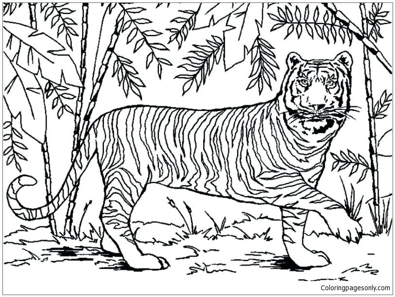 813x613 Siberian Tiger Coloring Page Medium Size Of Coloring Pages Online
