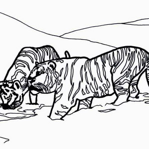 300x300 Siberian Tiger Coloring Pages