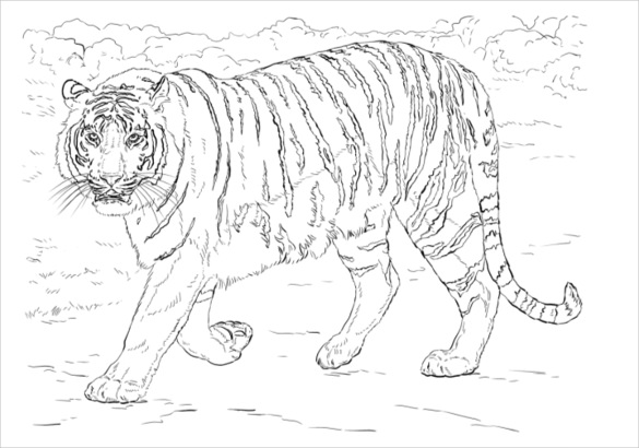 585x410 Animal Coloring Pages Free Vector Format