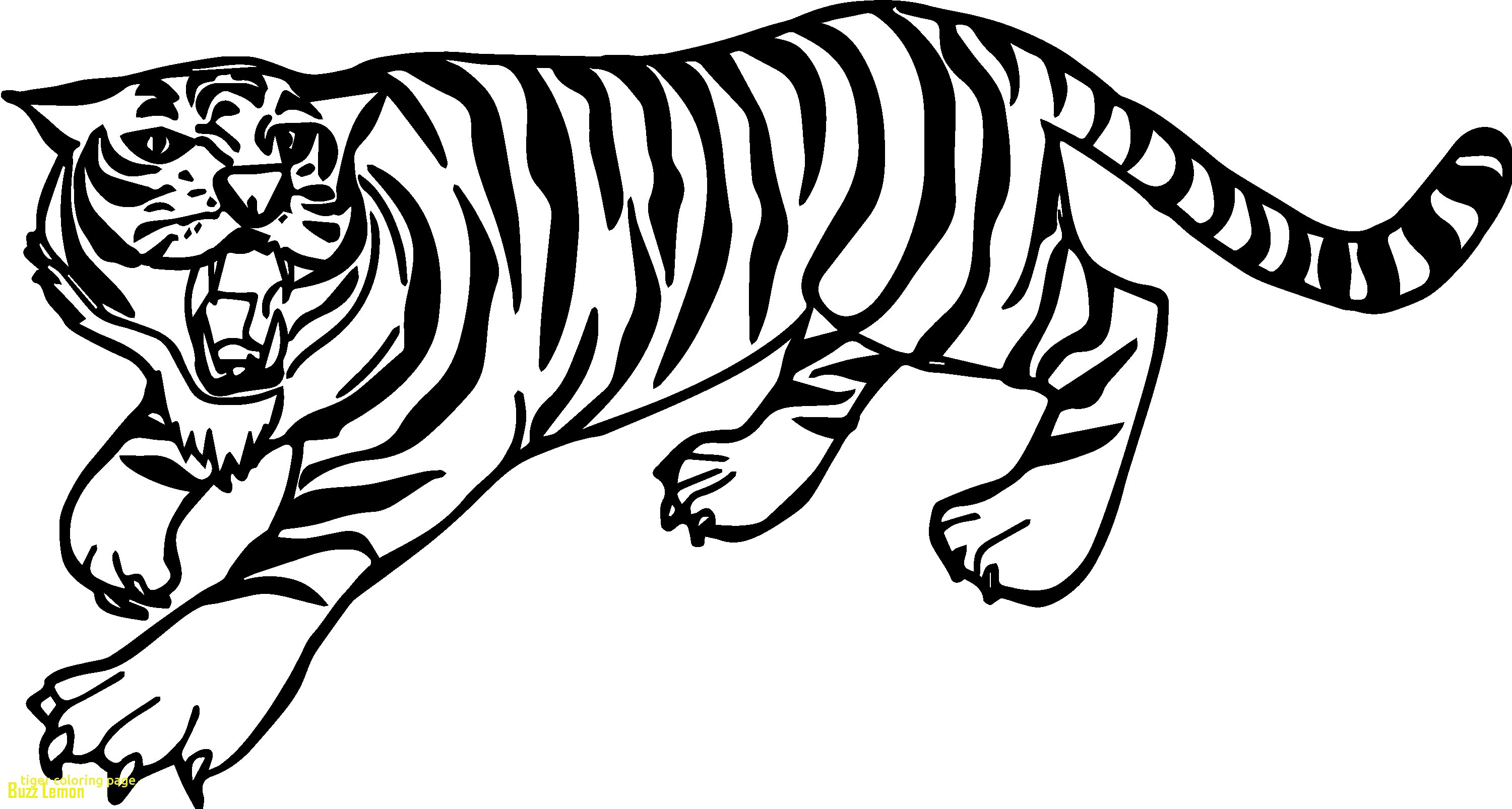 3000x1606 Coloring Page Tiger Beautiful Tiger Coloring Page With Angry Tiger