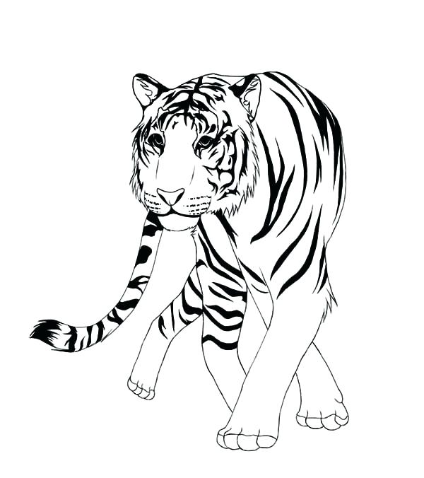 600x676 Coloring Pages Tiger Tiger Coloring Page A Classic Illustration