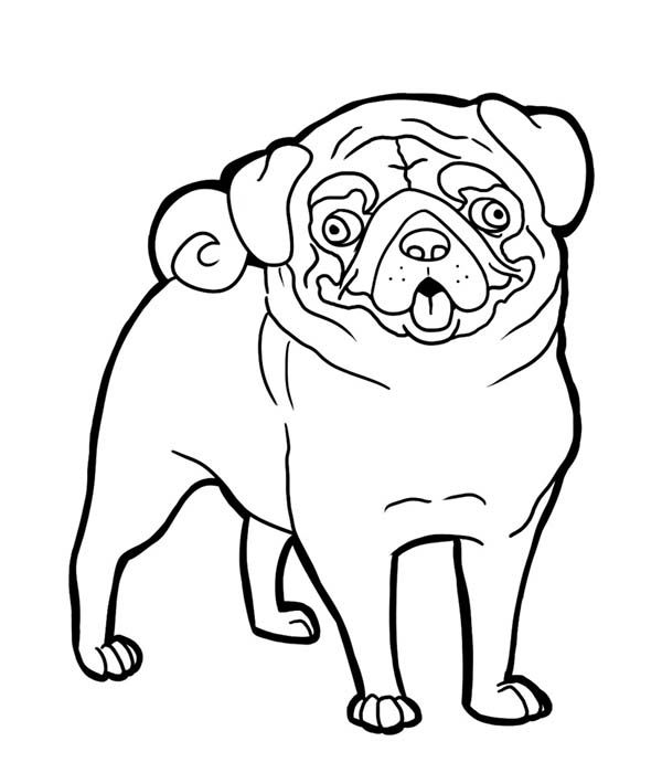 600x700 Pug, Pug Funny Face Coloring Page Art Face