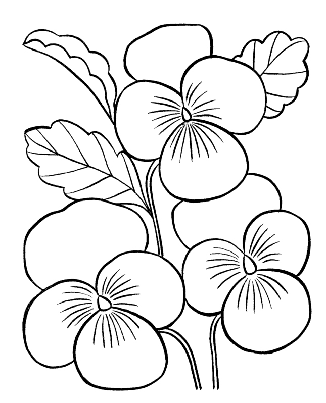 645x798 Flower Coloring Pages For Adults