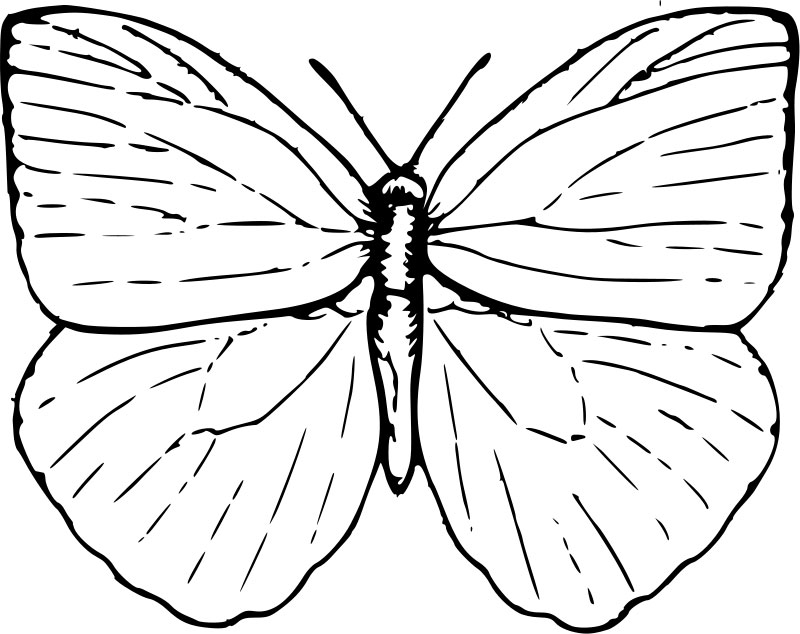 800x634 Butterfly Coloring Pages Free To Download