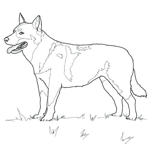 480x464 Dog Coloring Pages That You Can Print Dog To Color Simple Dog