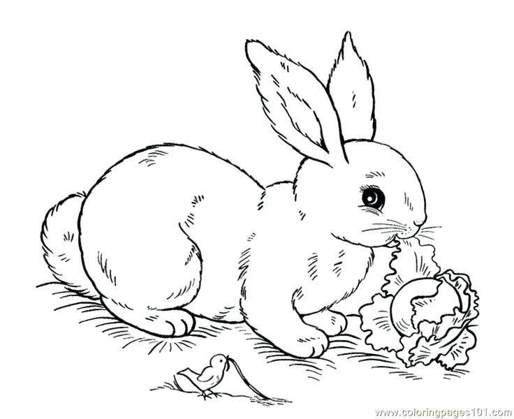 736x600 Colouring Easter Bunny Pictures