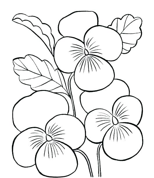 530x613 Coloring Pages Flowers Printable Deepart