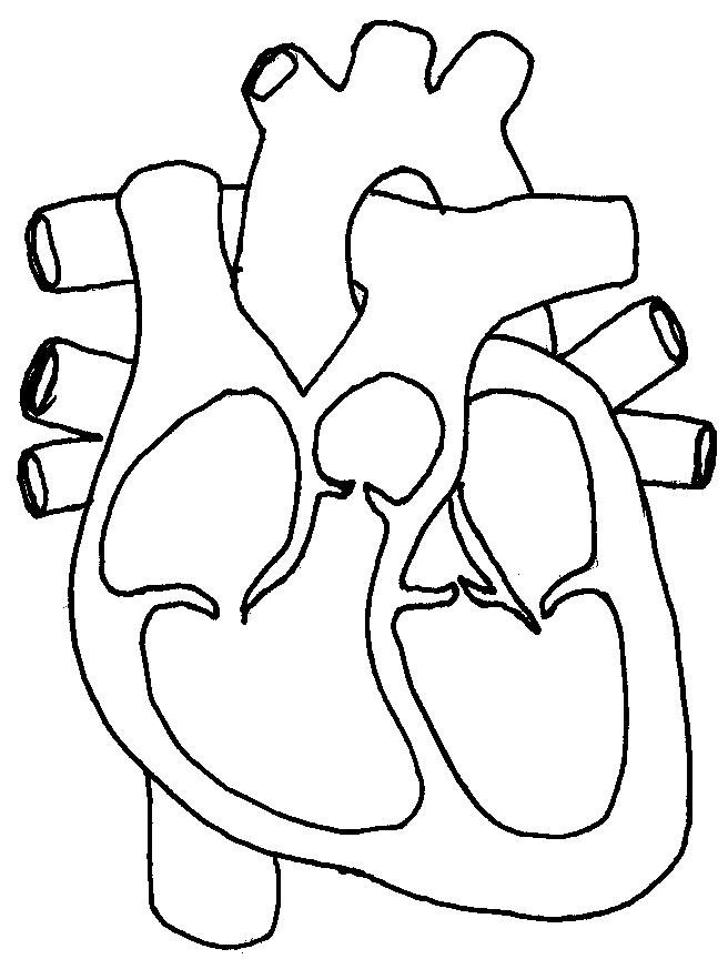 656x864 Heart Coloring Diagram Human Heart Coloring Page Human Heart