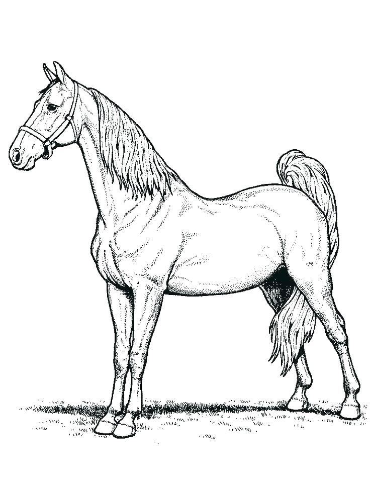 Simple Horse Coloring Pages at GetDrawings | Free download