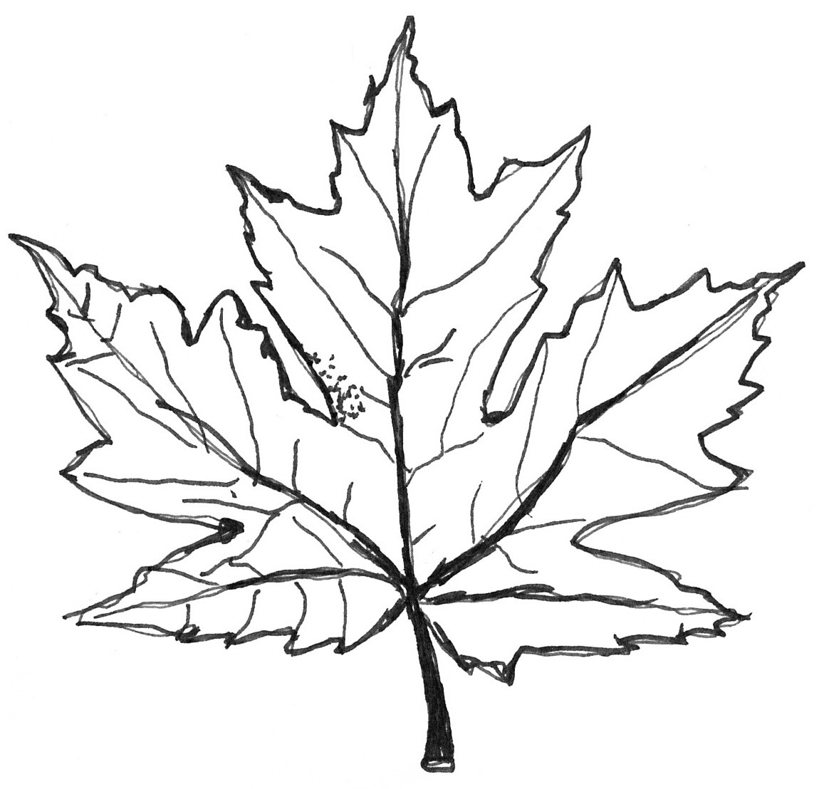 1157x1108 Printable Leaves To Color